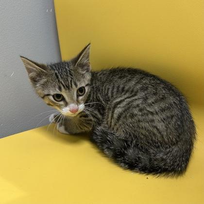 Splat, a Adoptable Domestic Short Hair in Janesville, WI image 2/3