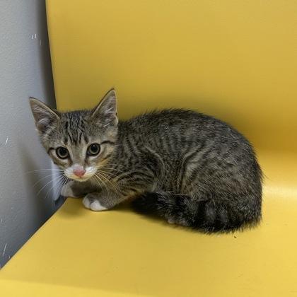 Splat, a Adoptable Domestic Short Hair in Janesville, WI image 3/3