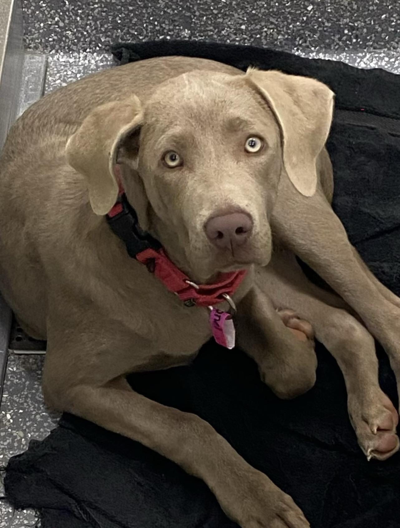 Enlarge Cali, a ADOPTABLE Weimaraner in Las Vegas, NV image 1/1