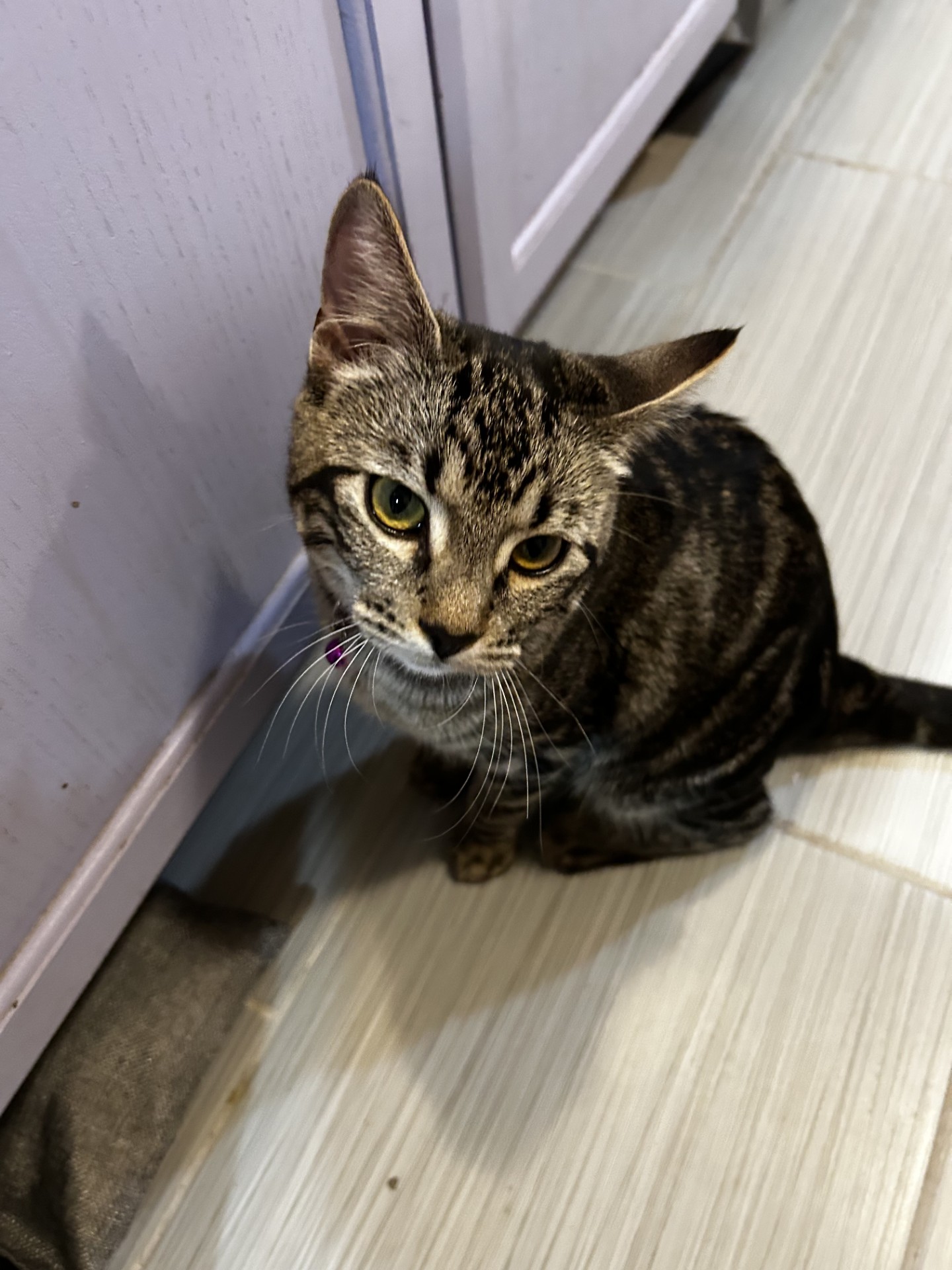 Seraphina (& Cassie) *Bonded Sisters*, a Adoptable Domestic Short Hair image 1/5