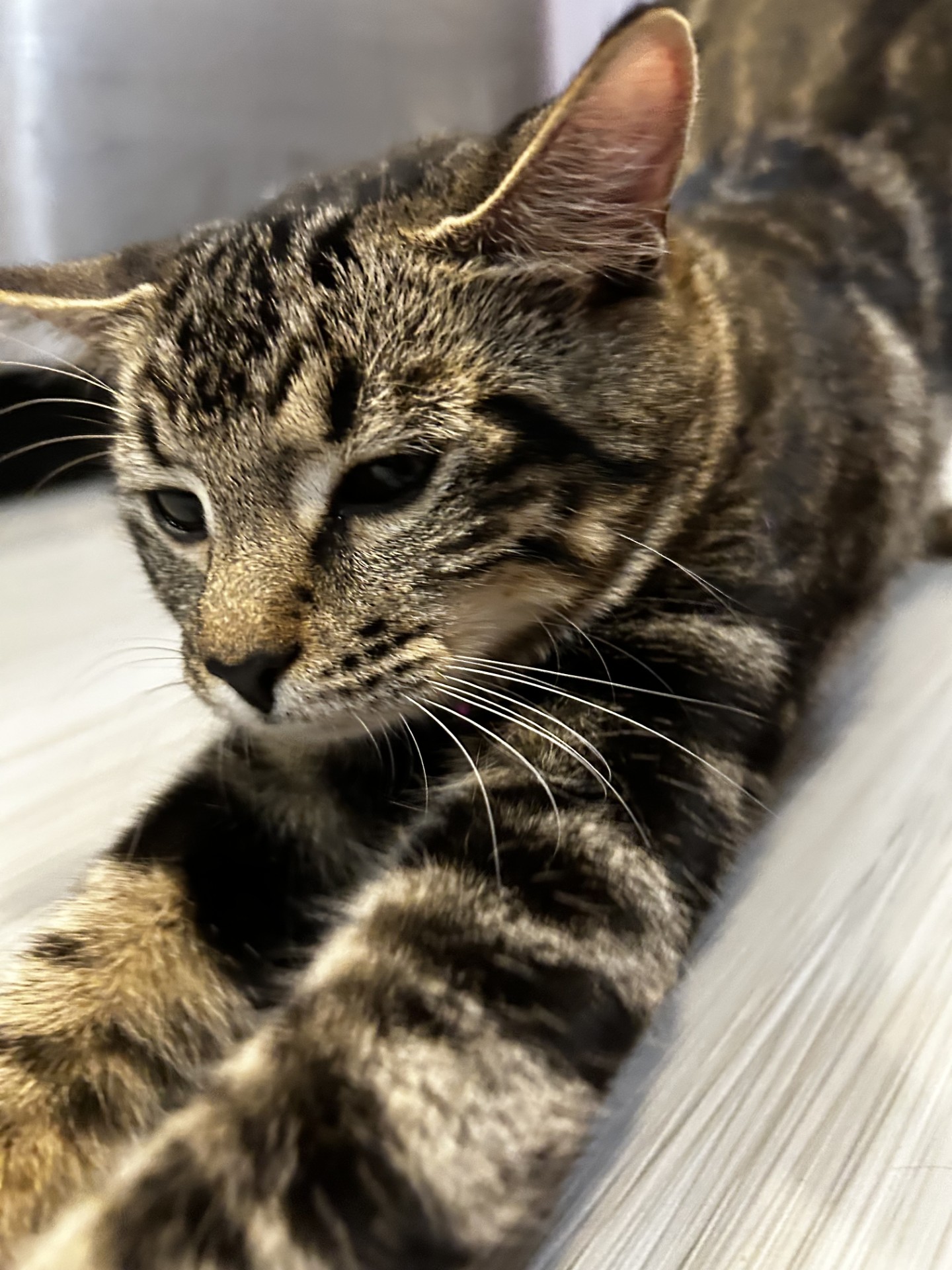 Seraphina (& Cassie) *Bonded Sisters*, a Adoptable Domestic Short Hair image 2/5