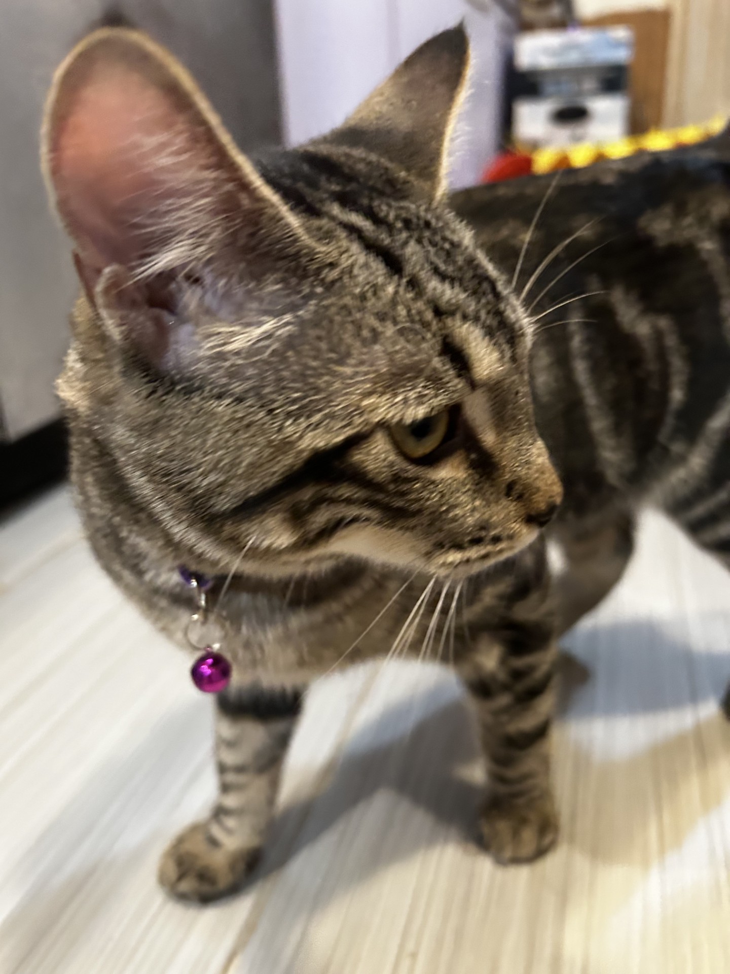 Seraphina (& Cassie) *Bonded Sisters*, a Adoptable Domestic Short Hair image 3/5