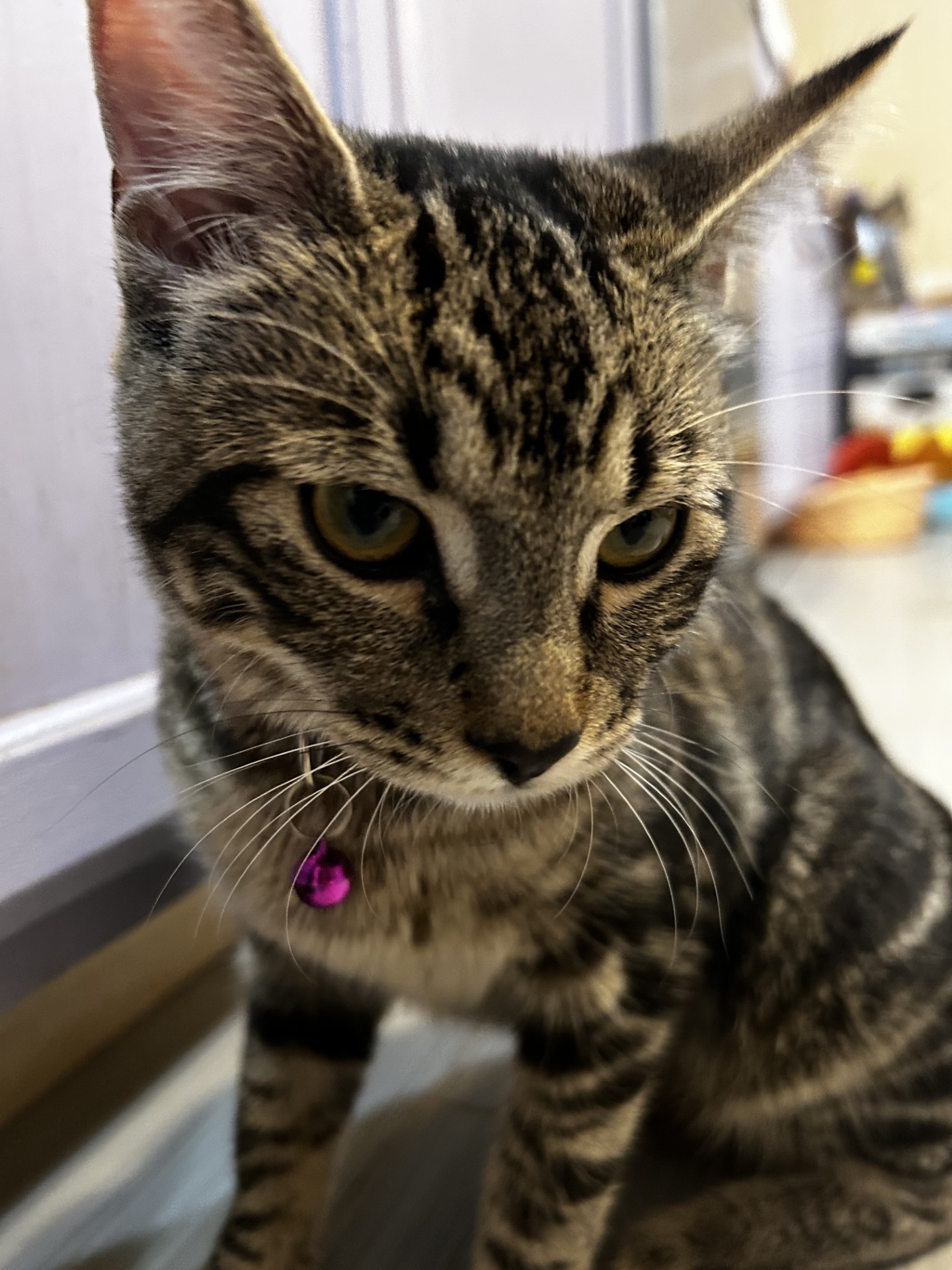 Seraphina (& Cassie) *Bonded Sisters*, a Adoptable Domestic Short Hair image 4/5
