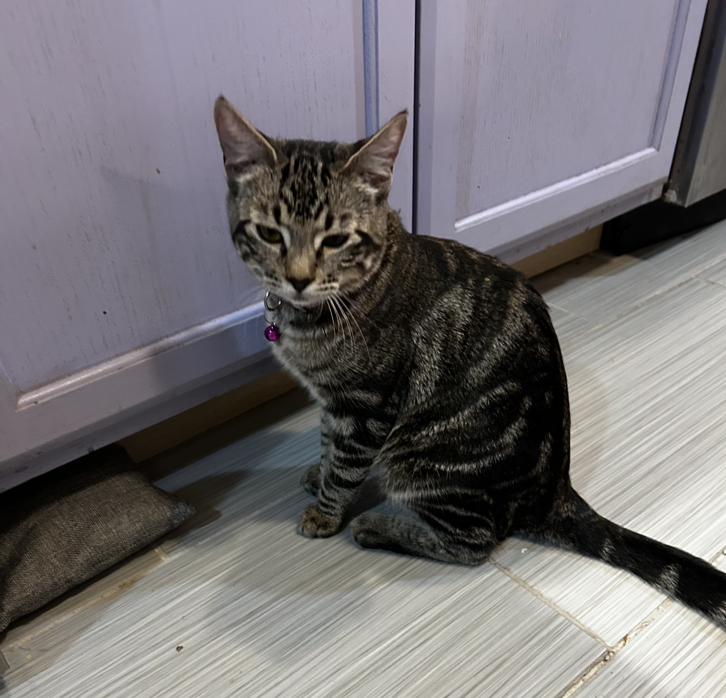 Seraphina (& Cassie) *Bonded Sisters*, a Adoptable Domestic Short Hair image 5/5