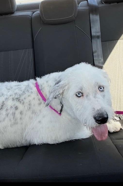 Snow - ADOPTION IN PROCESS, Adoptable, Young Female Terrier.