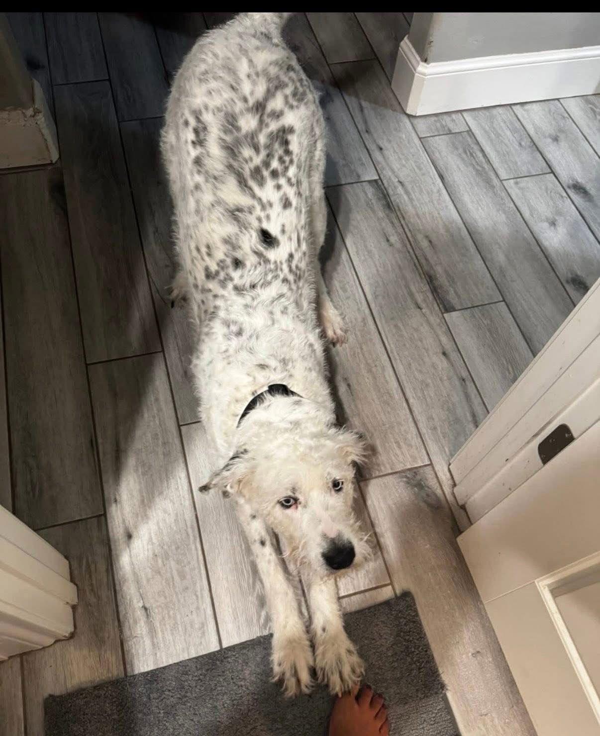 Enlarge Snow - ADOPTION IN PROCESS, a Adoptable Terrier in Grafton, WI image 2/3