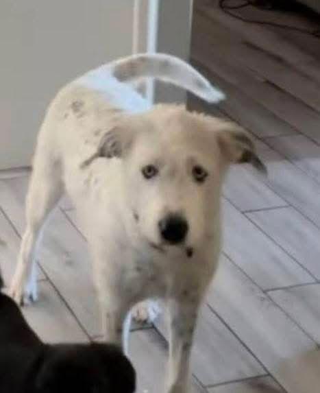 Enlarge Snow - ADOPTION IN PROCESS, a Adoptable Terrier in Grafton, WI image 3/3