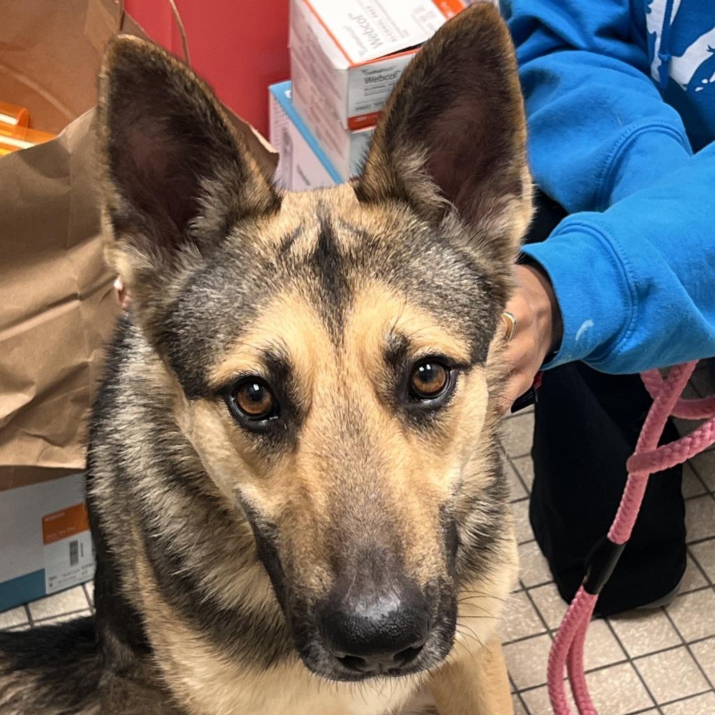 Rex, Adoptable, Young Male German Shepherd Dog.