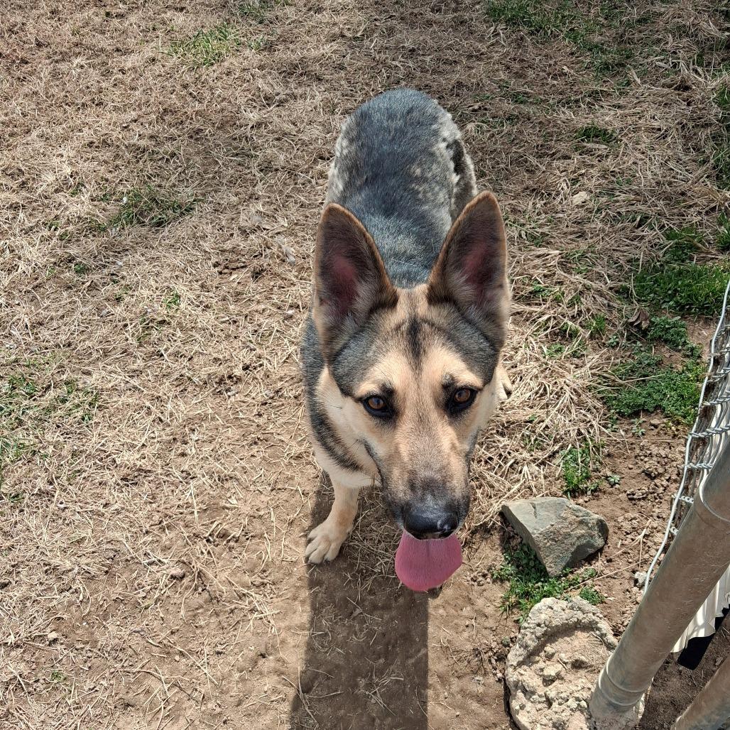 Enlarge Rex, a Adoptable German Shepherd Dog in Camden, DE image 2/3