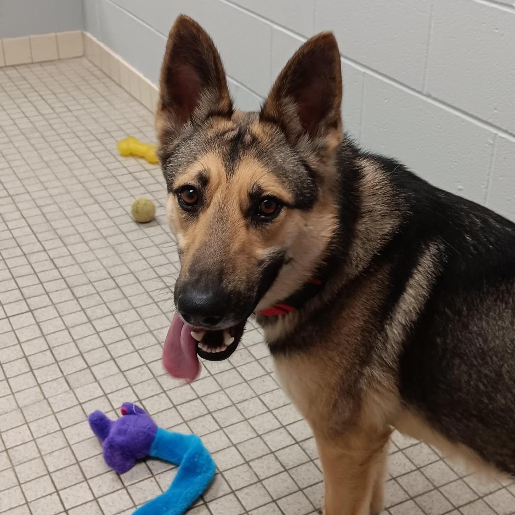 Enlarge Rex, a Adoptable German Shepherd Dog in Camden, DE image 3/3