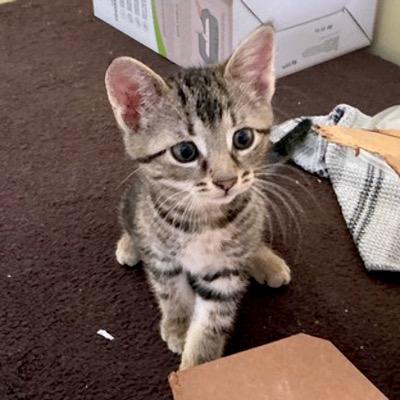 Cashel, a Adoptable Domestic Short Hair in Mississauga, ON image 1/2