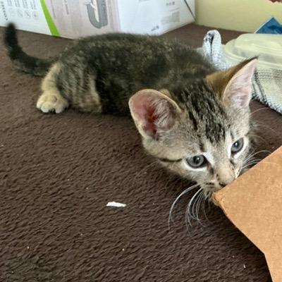Cashel, a Adoptable Domestic Short Hair in Mississauga, ON image 2/2