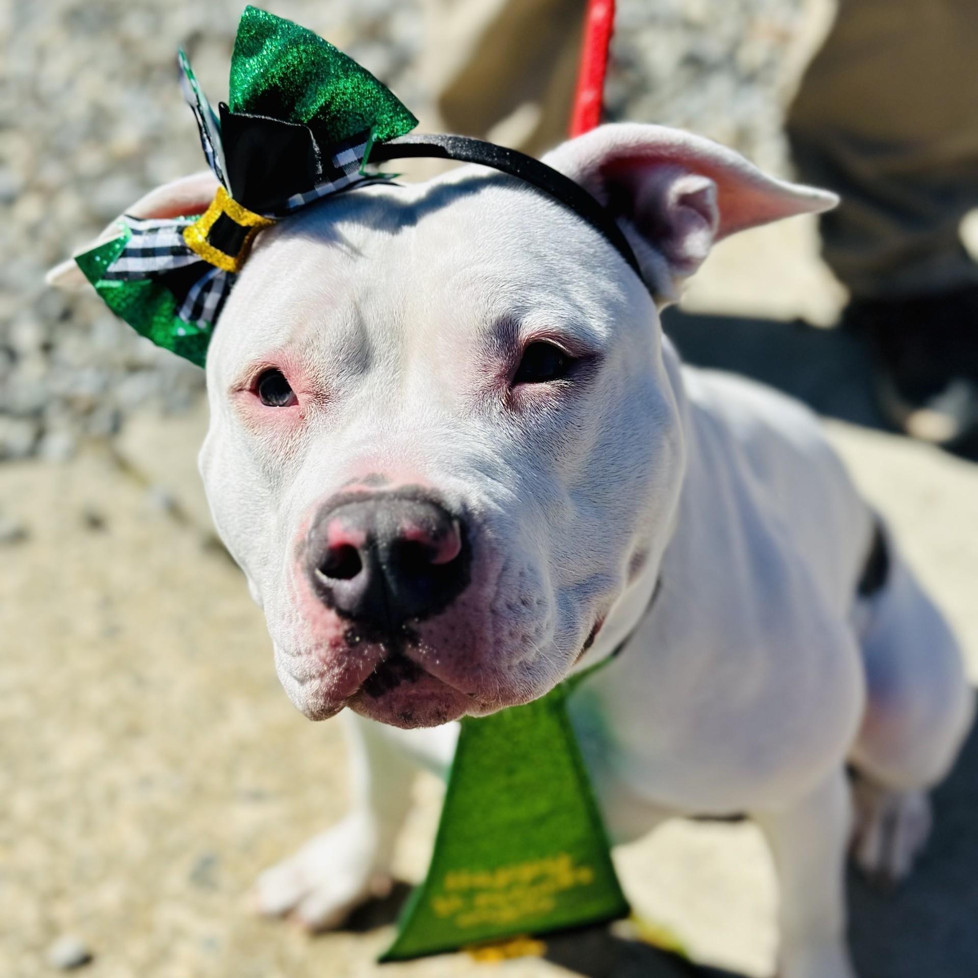 Hailey , ADOPTABLE, Adult Female Pit Bull Terrier.