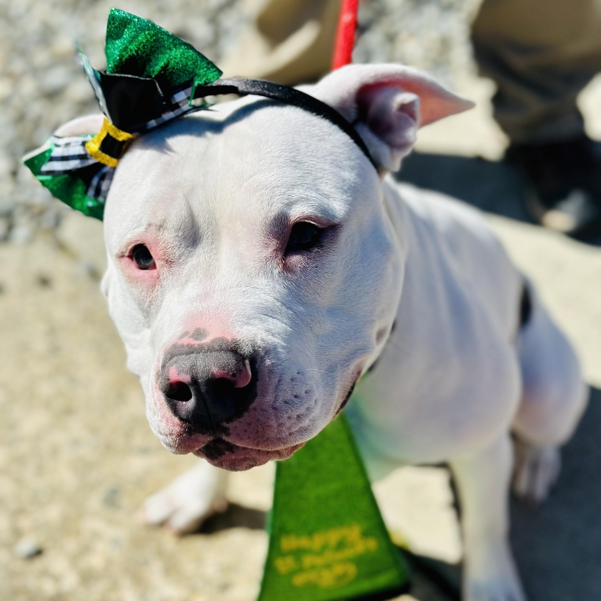 Enlarge Hailey , a ADOPTABLE Pit Bull Terrier in Manahawkin, NJ image 2/3