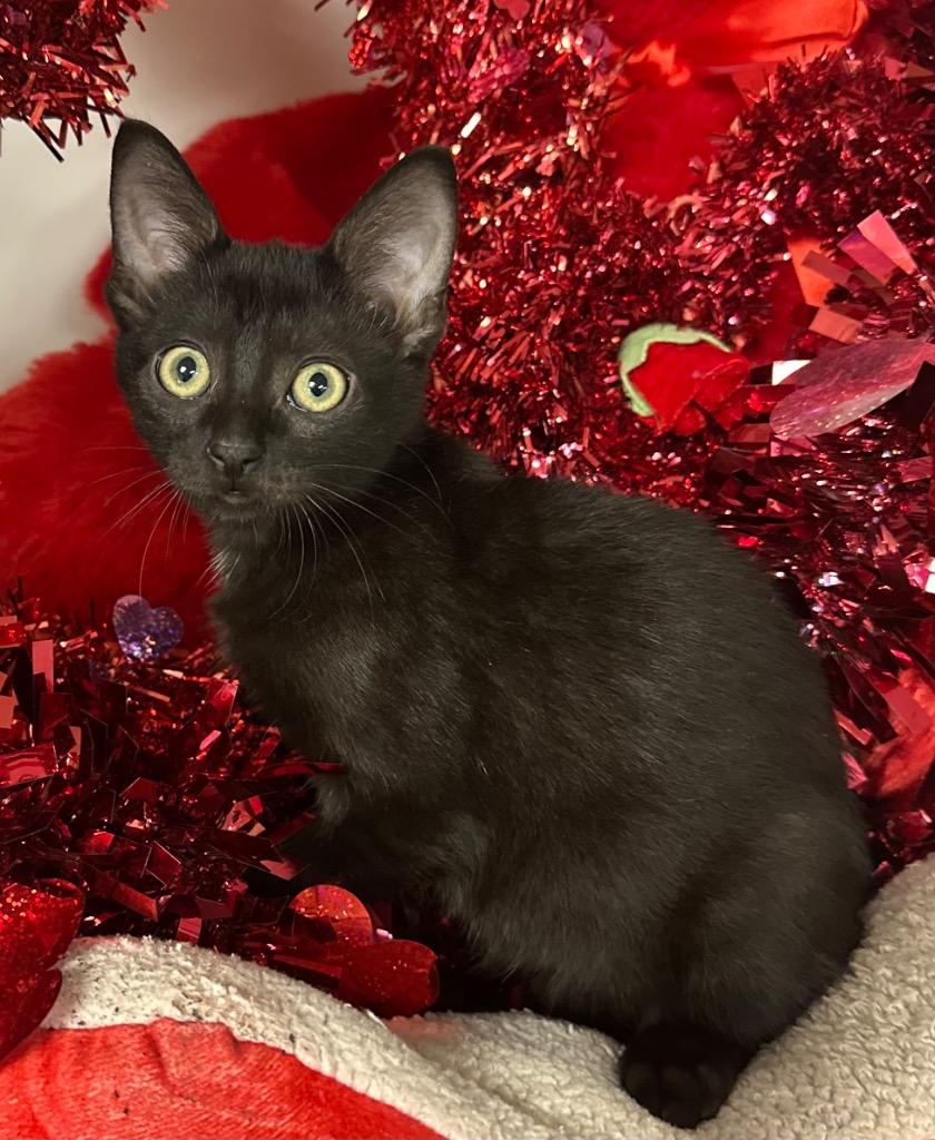 10/27/25 Vlad, Adoptable, Kitten Male Domestic Short Hair.