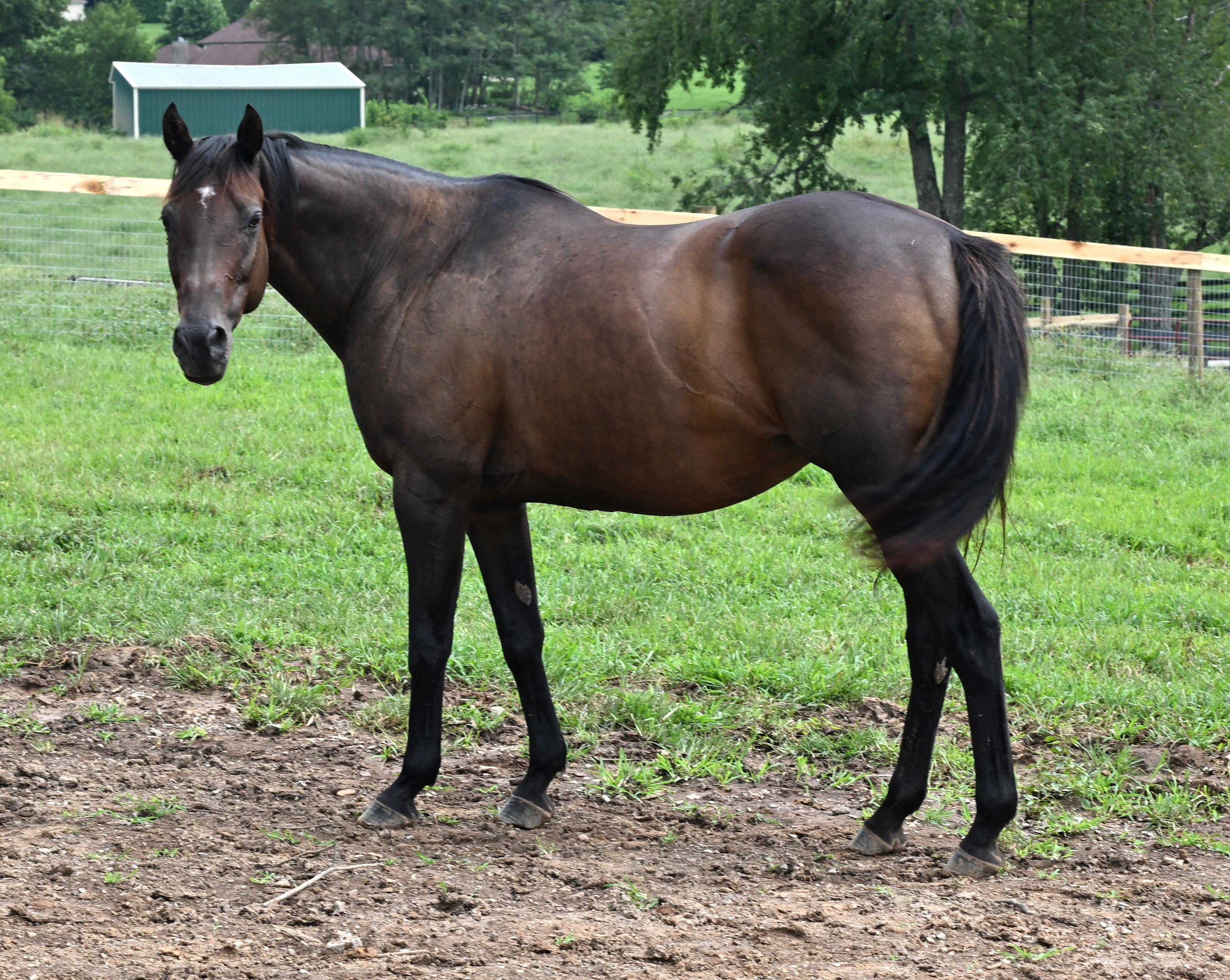 Enlarge Lee J Ribs (Jaylee), a Adoptable Thoroughbred in Nicholasville, KY image 2/5