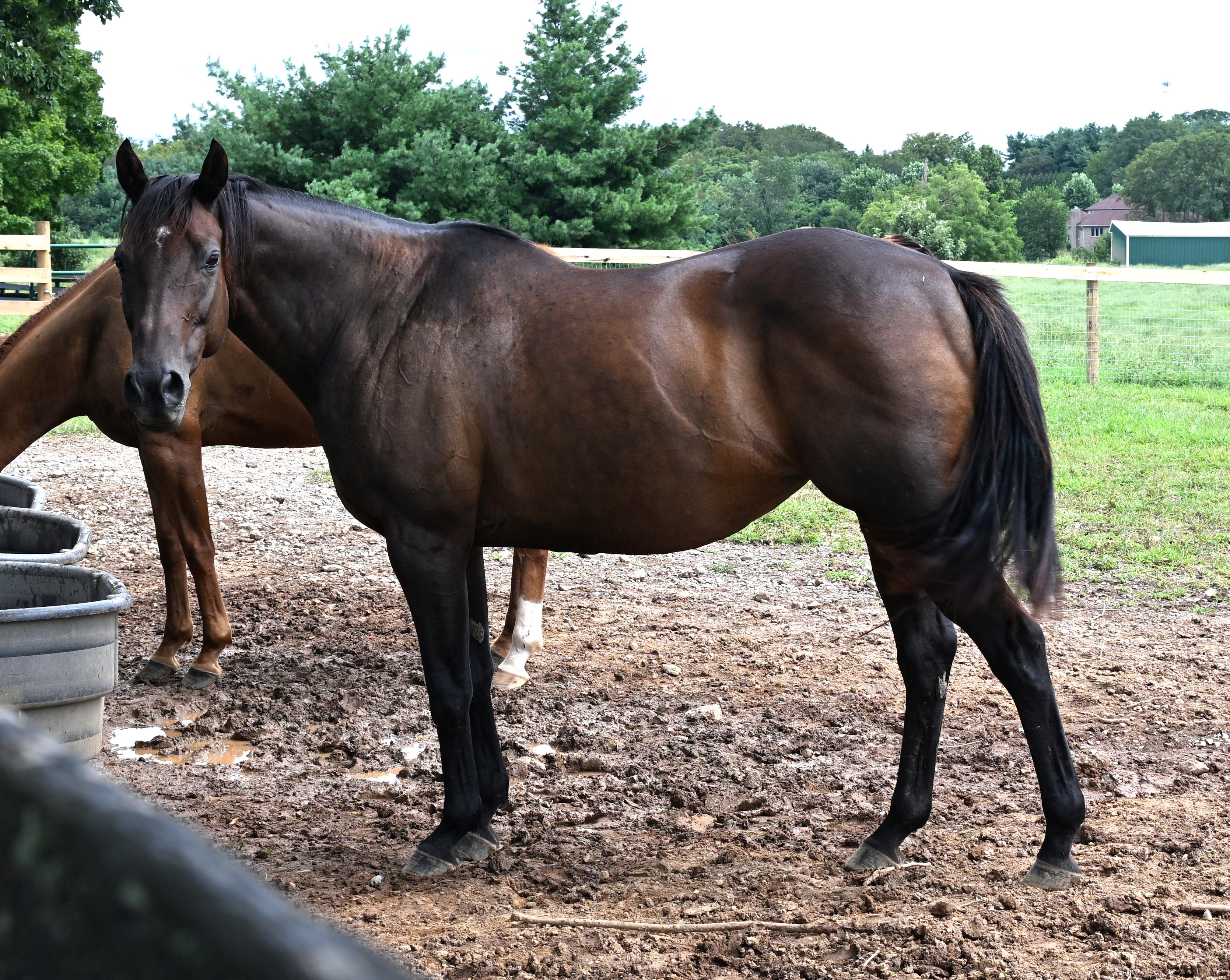 Enlarge Lee J Ribs (Jaylee), a Adoptable Thoroughbred in Nicholasville, KY image 5/5