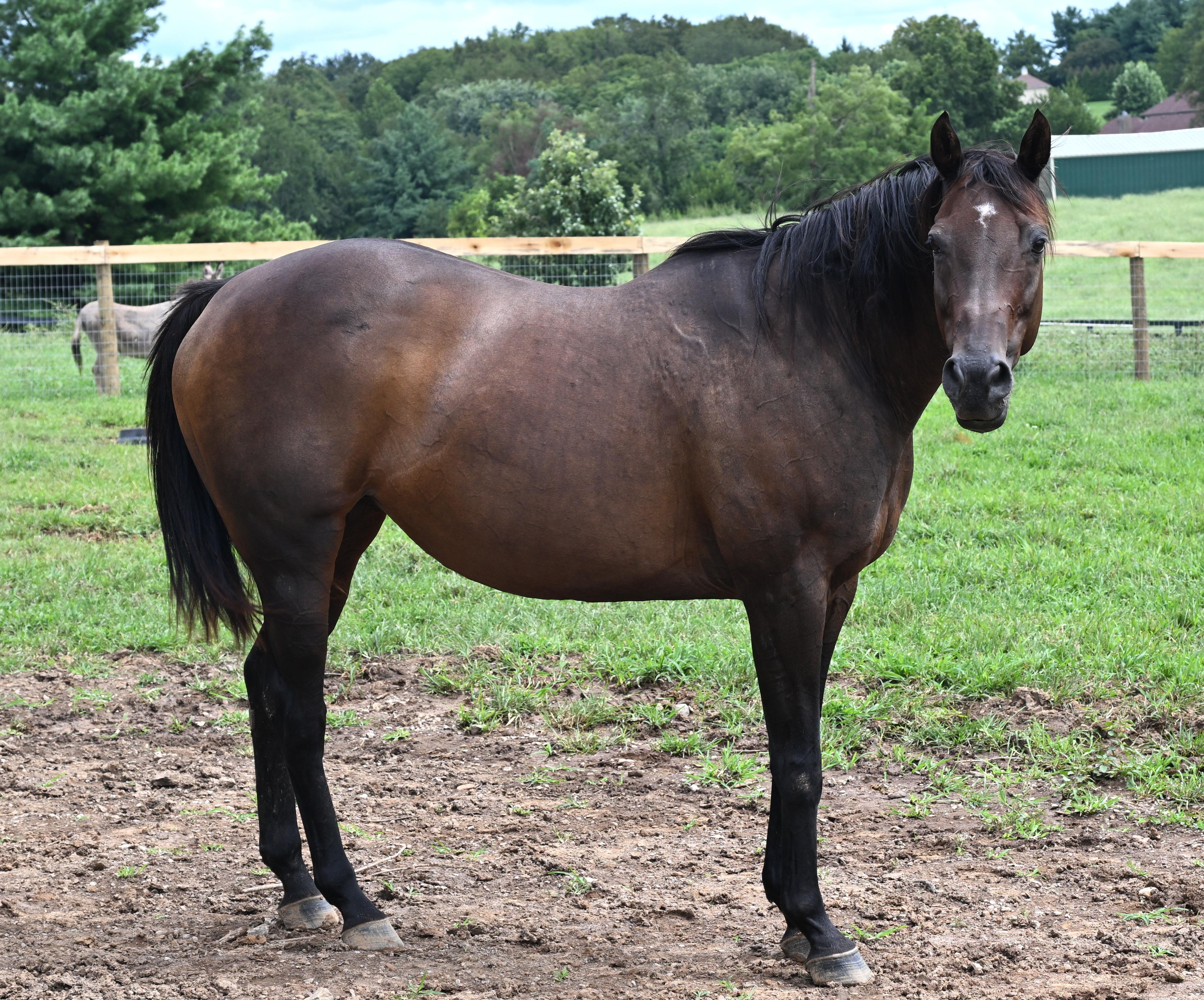 Enlarge Lee J Ribs (Jaylee), a Adoptable Thoroughbred in Nicholasville, KY image 1/5