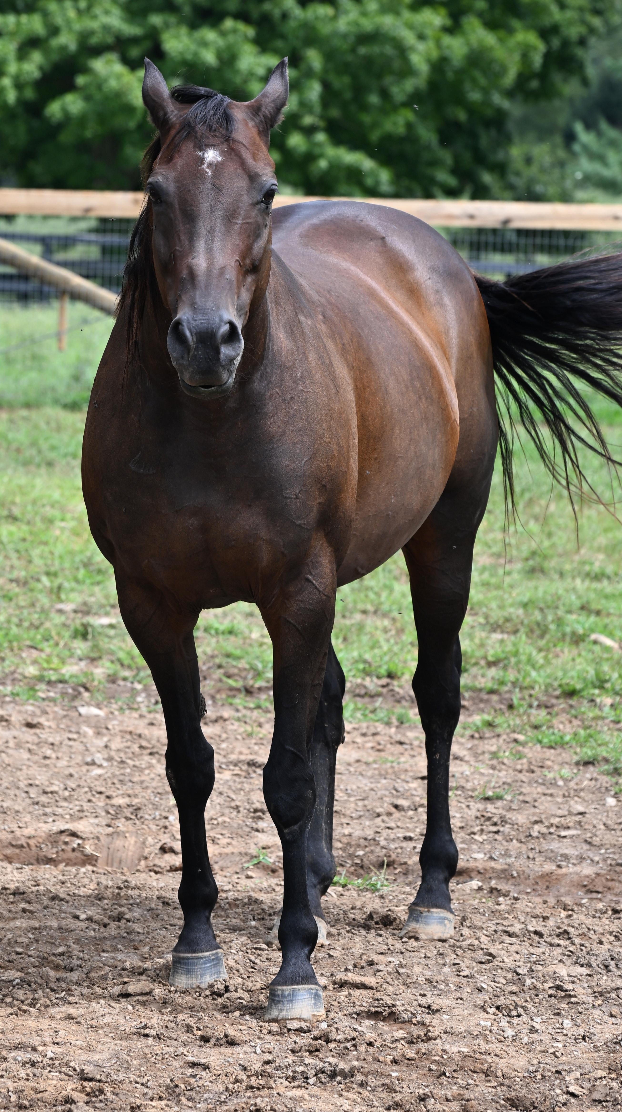 Enlarge Lee J Ribs (Jaylee), a Adoptable Thoroughbred in Nicholasville, KY image 4/5