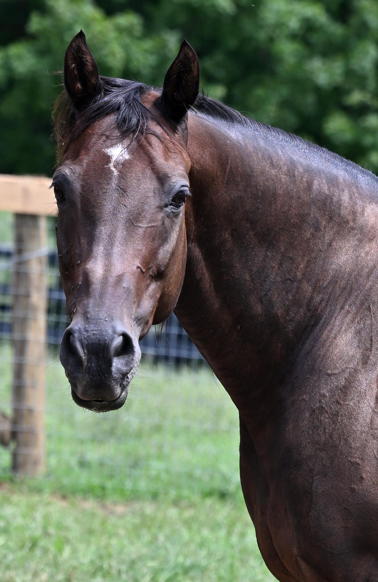Enlarge Lee J Ribs (Jaylee), a Adoptable Thoroughbred in Nicholasville, KY image 3/5