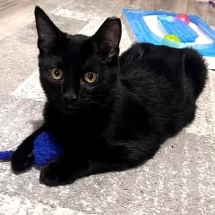 Enlarge Donovan, an adopted Domestic Short Hair in Cleveland, OH image 3/5