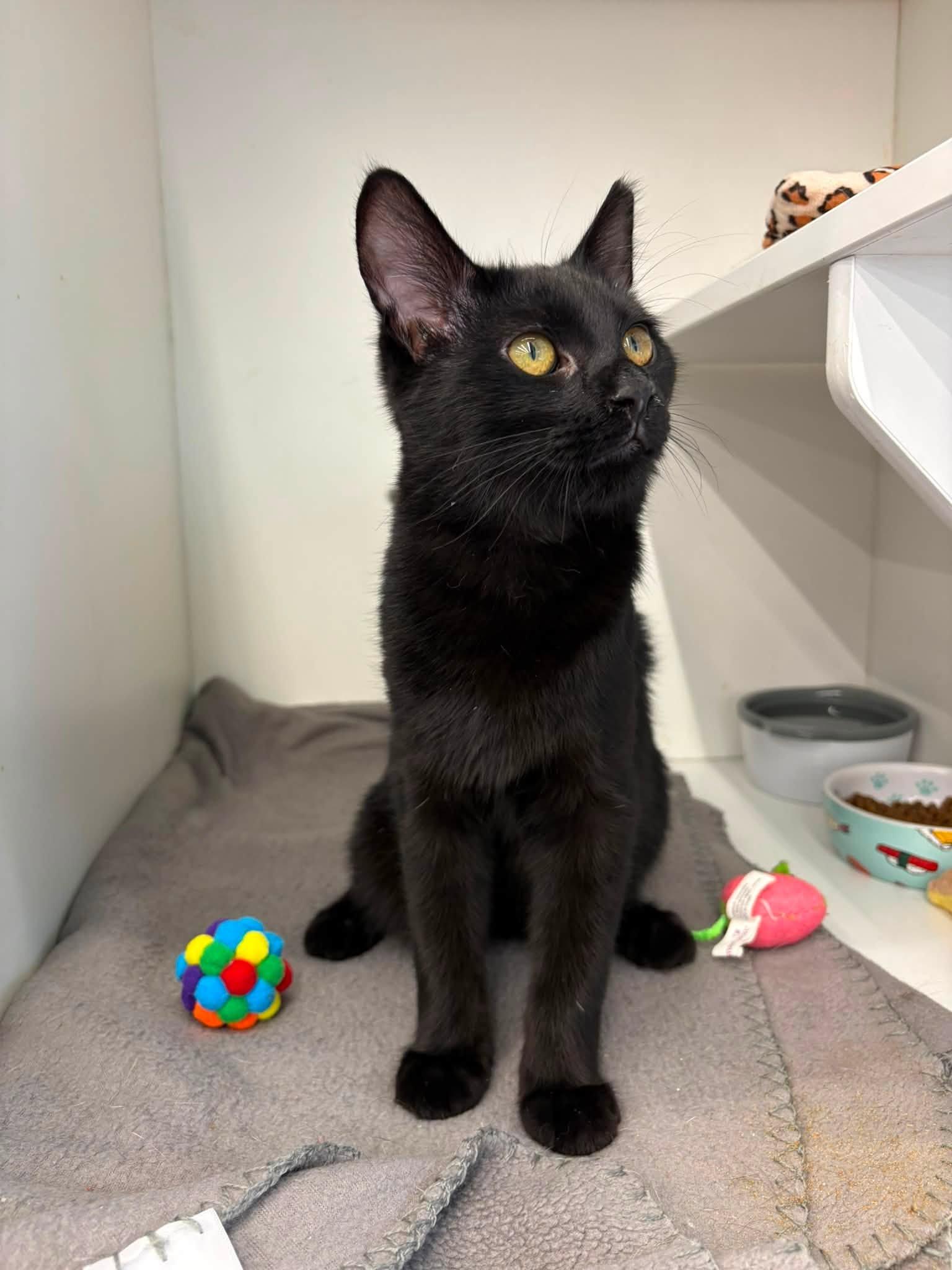 Donovan, adopted, Kitten Male Domestic Short Hair.