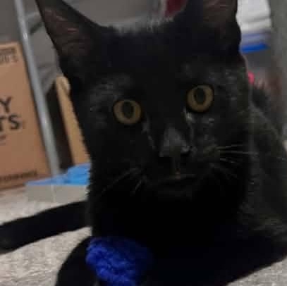 Enlarge Donovan, an adopted Domestic Short Hair in Cleveland, OH image 2/5