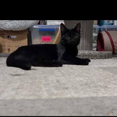 Enlarge Donovan, an adopted Domestic Short Hair in Cleveland, OH image 5/5