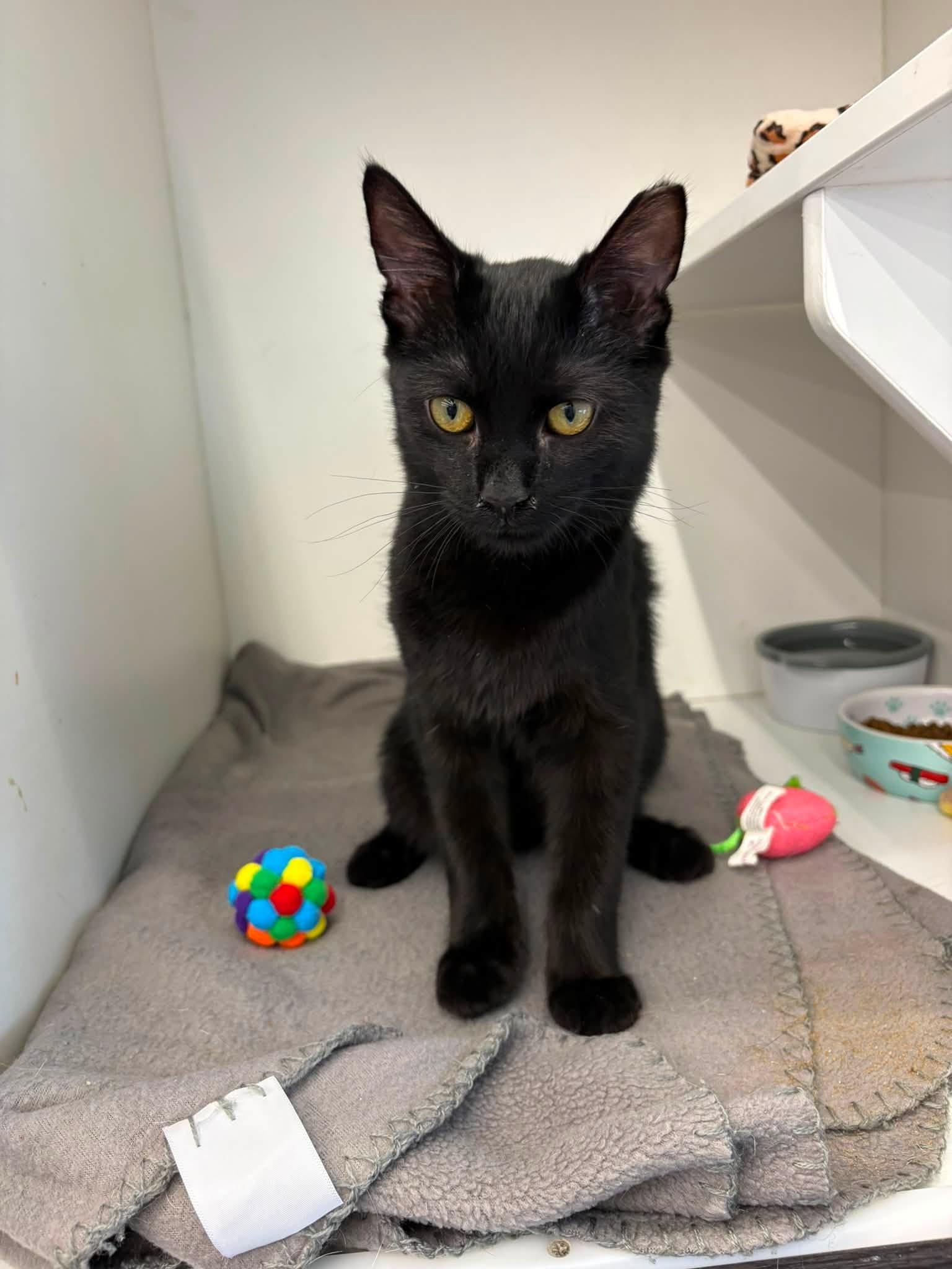 Enlarge Donovan, an adopted Domestic Short Hair in Cleveland, OH image 4/5