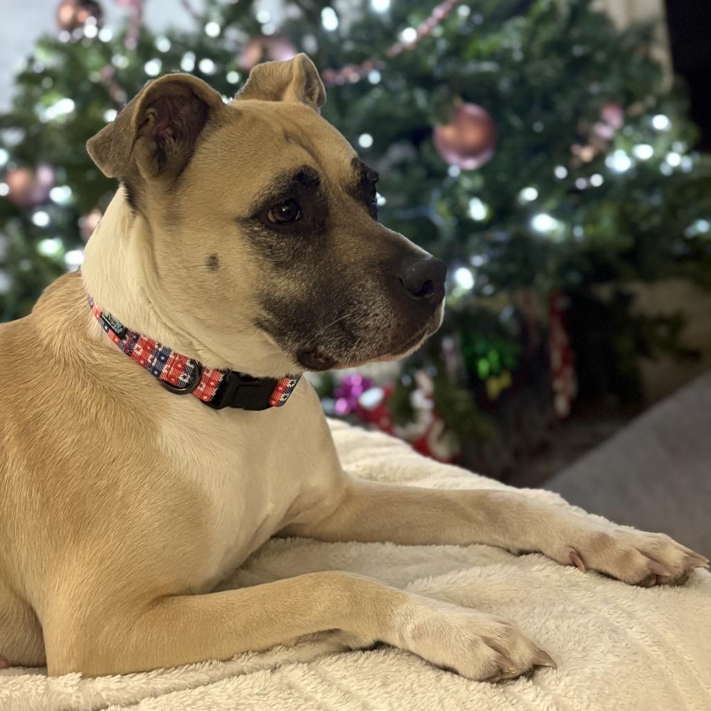 Enlarge Sophie, a Adoptable mixed breed in Phoenix, AZ image 2/5