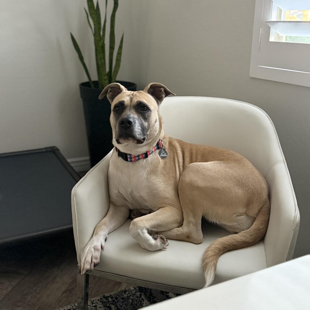 Enlarge Sophie, a Adoptable mixed breed in Phoenix, AZ image 3/5