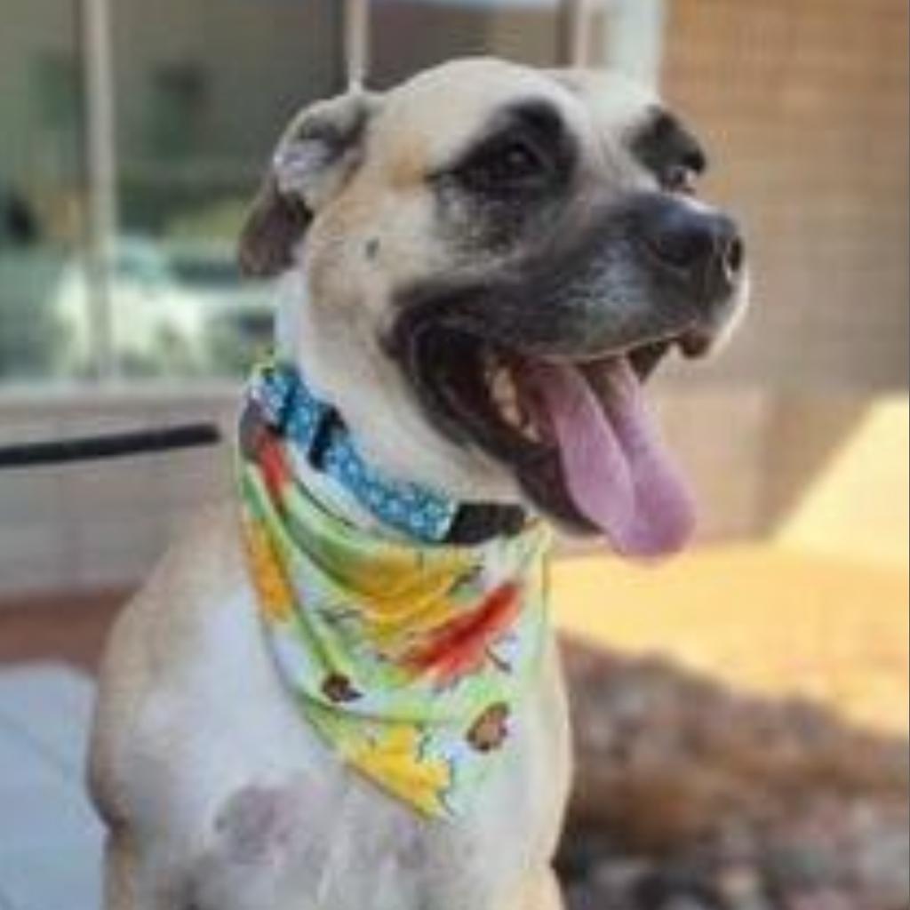 Sophie, Adoptable, Adult Female Shepherd & Terrier.