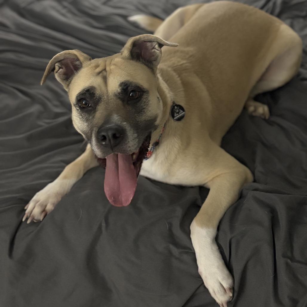 Enlarge Sophie, a Adoptable mixed breed in Phoenix, AZ image 5/5