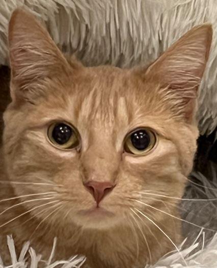 Cheez-It, Adoptable, Young Male Domestic Short Hair.