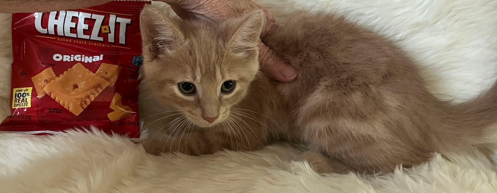 Cheez-it, Baby Male unknown