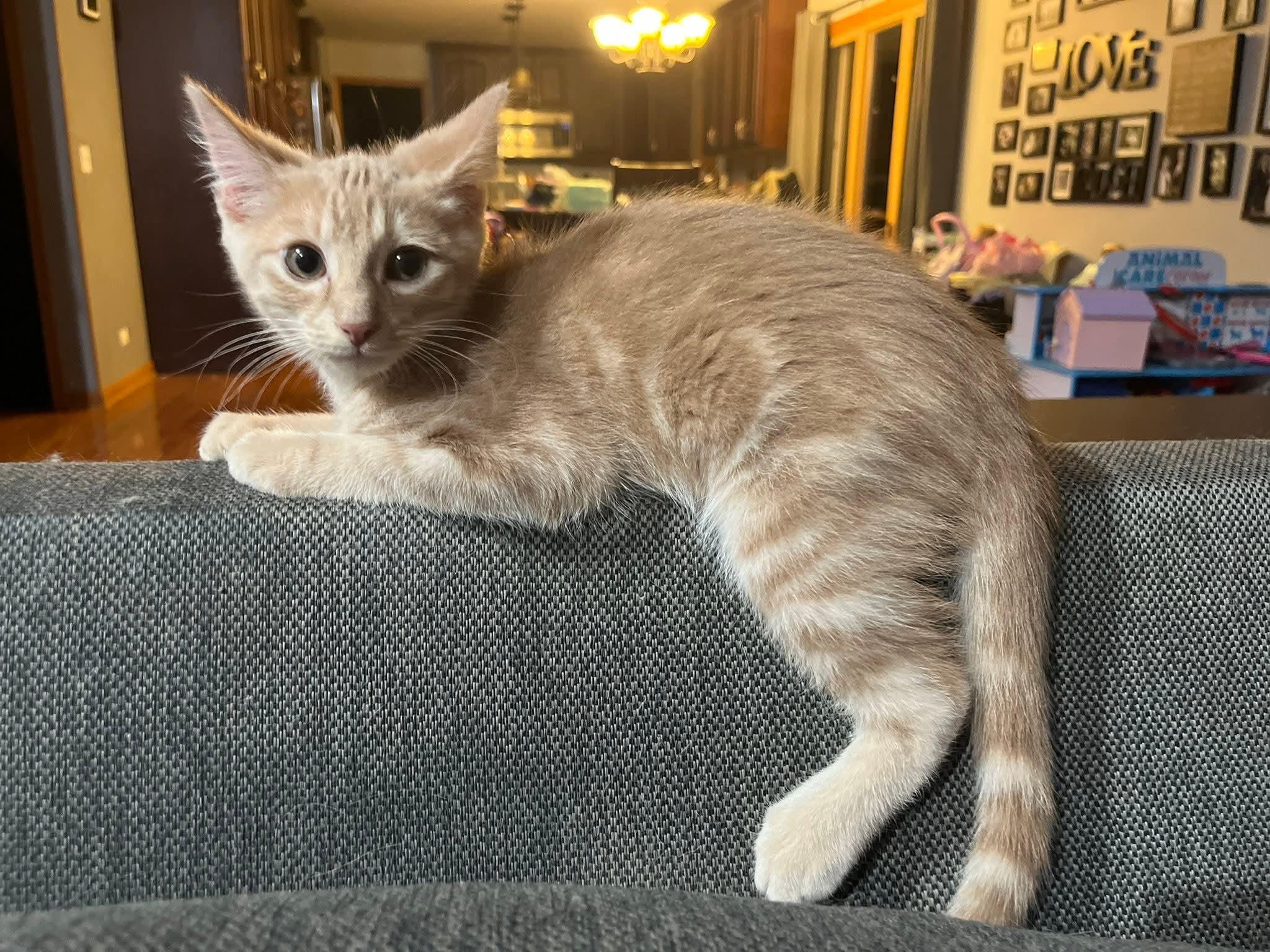 Cheez-it, a Adoptable Domestic Short Hair image 5/5