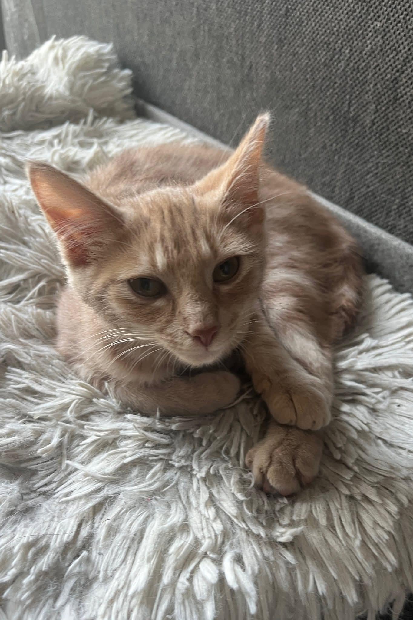 Cheez-it, a Adoptable Domestic Short Hair image 1/5