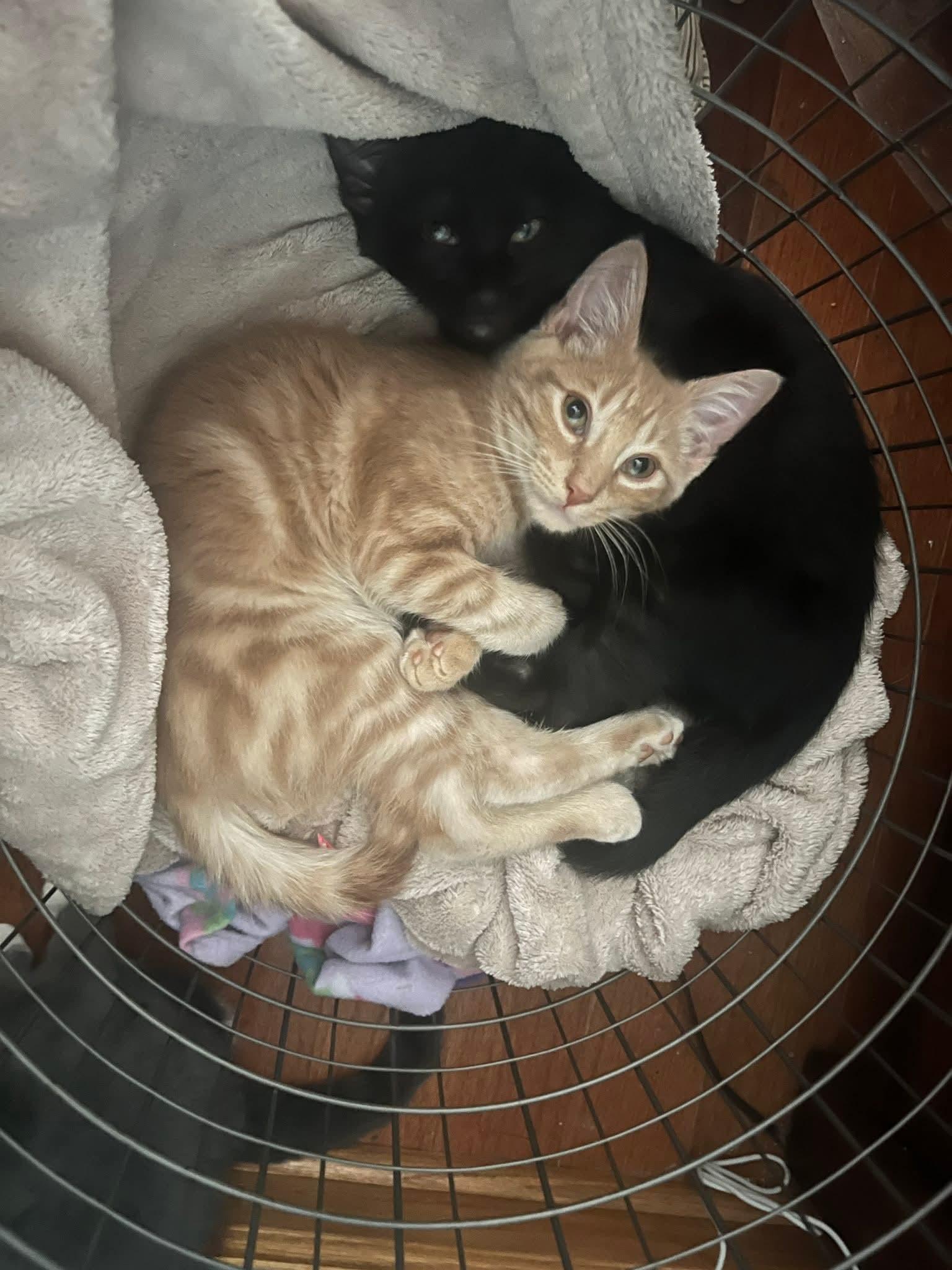 Cheez-it, a Adoptable Domestic Short Hair image 3/5