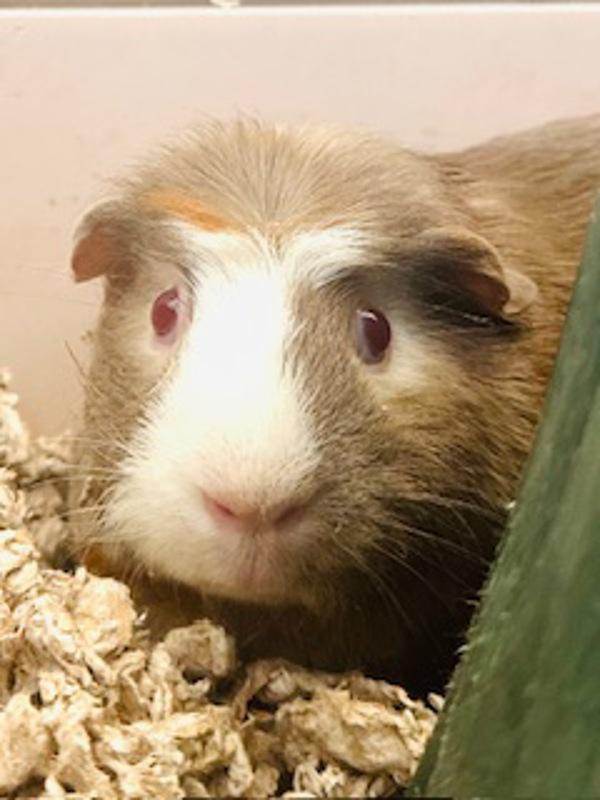 Millie, Adoptable, Adult Female Guinea Pig.