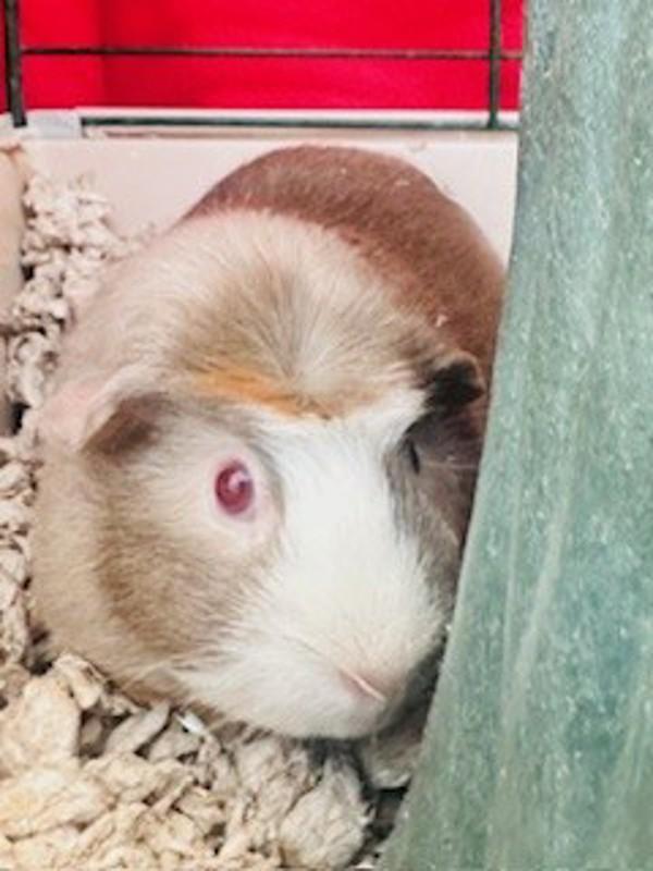 Enlarge Millie, a Adoptable mixed breed in Healdsburg, CA image 2/4