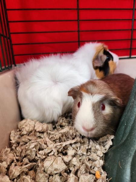 Enlarge Millie, a Adoptable mixed breed in Healdsburg, CA image 3/4