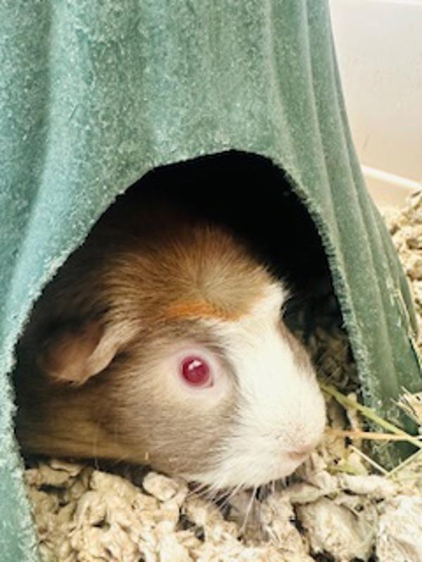 Enlarge Millie, a Adoptable mixed breed in Healdsburg, CA image 4/4