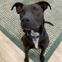 ASHER (518), Adoptable, Young Male Plott Hound & Mixed Breed.