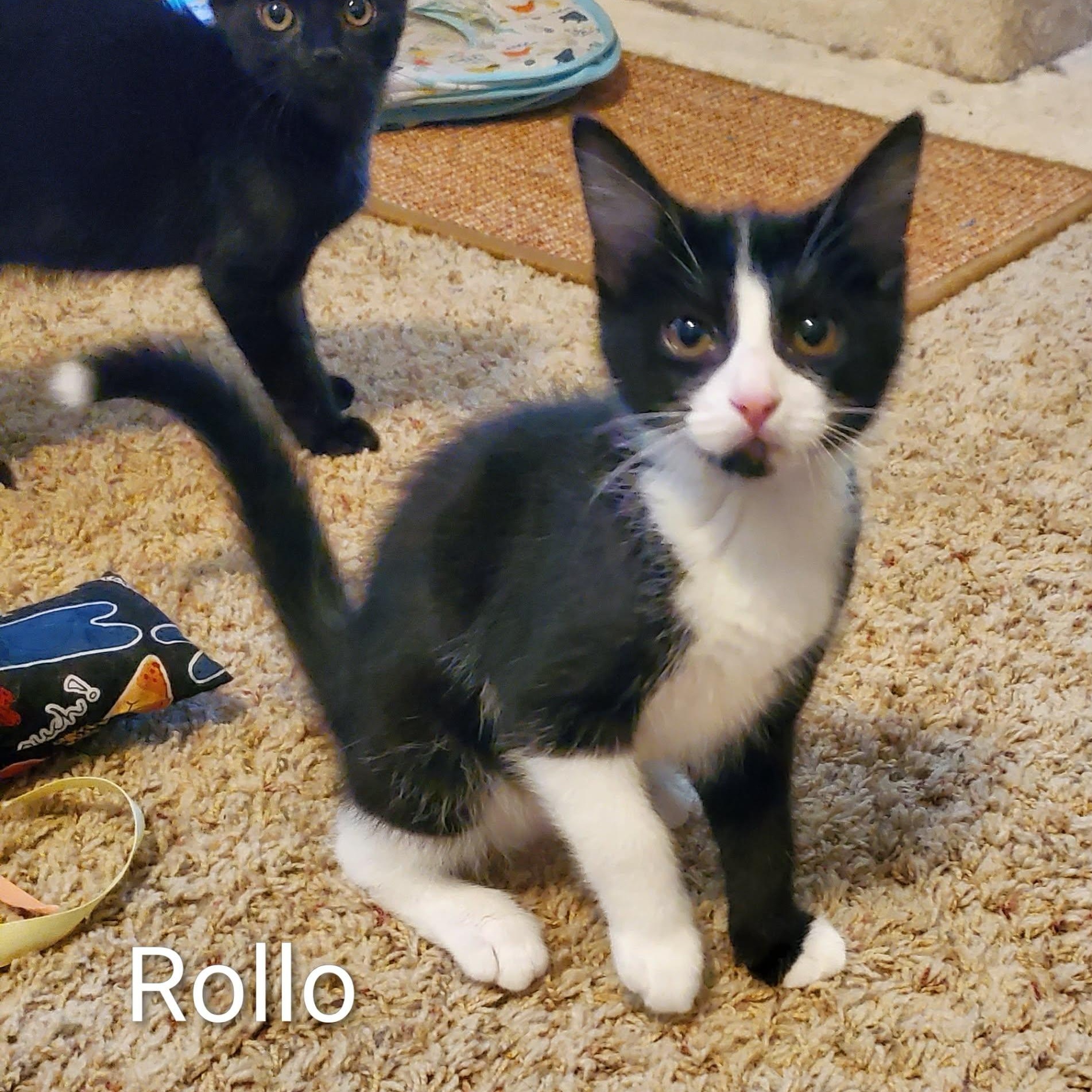 Enlarge Rollo, an adoptable Domestic Short Hair in Sedalia, MO image 1/6