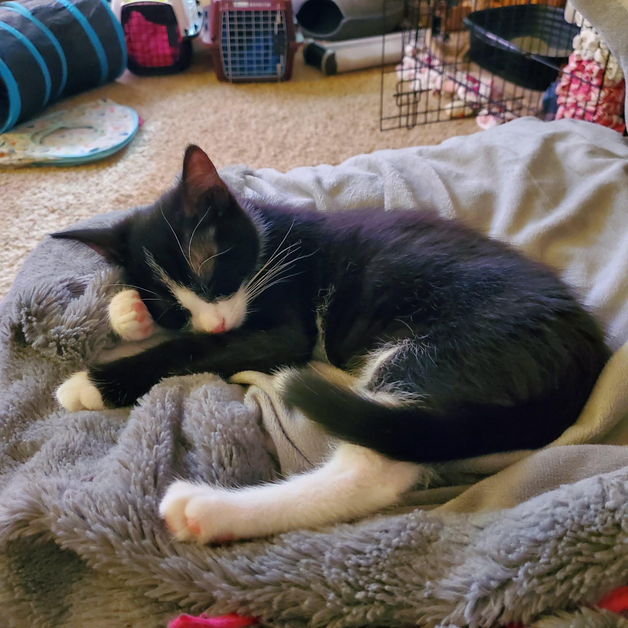Enlarge Rollo, an adoptable Domestic Short Hair in Sedalia, MO image 3/6