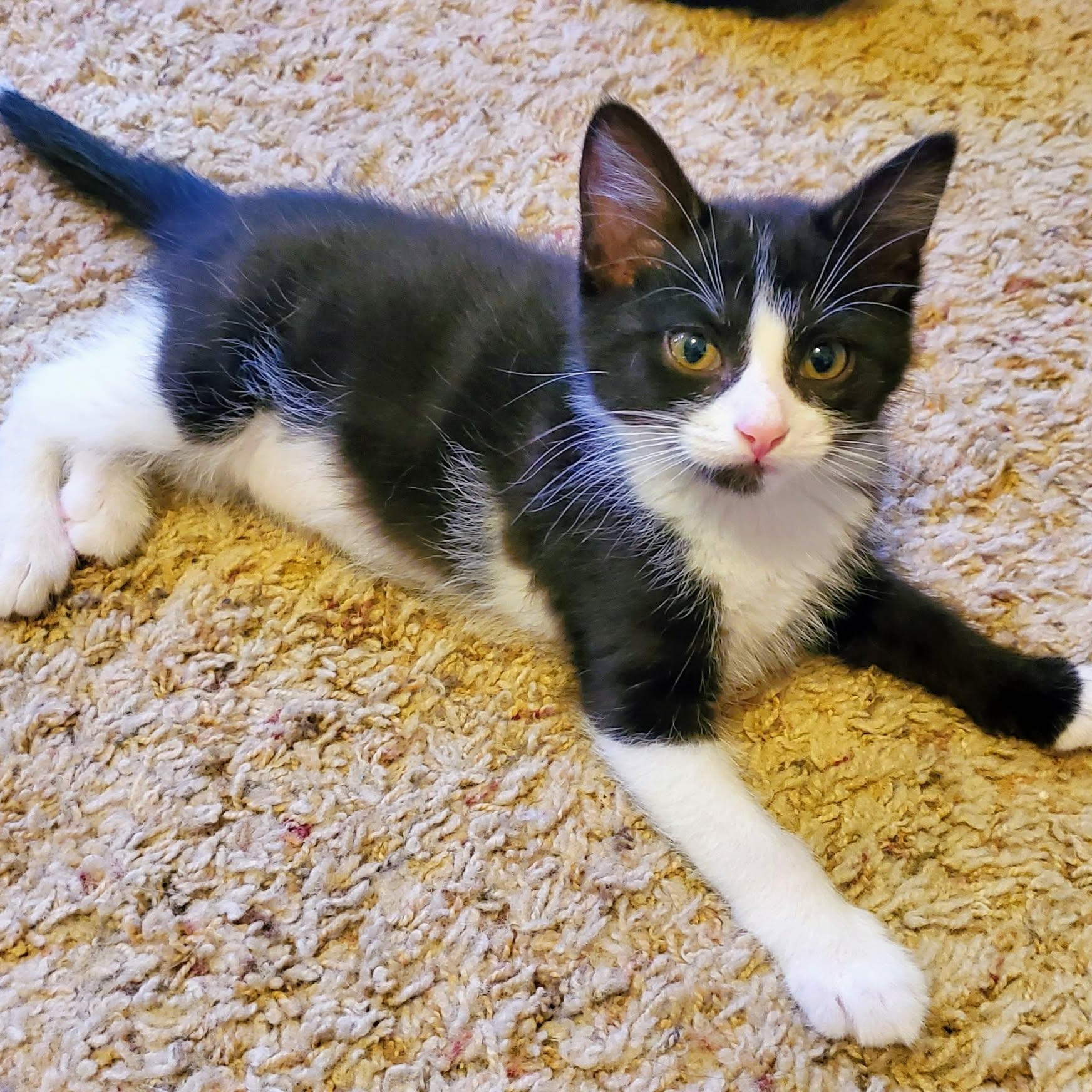 Enlarge Rollo, an adoptable Domestic Short Hair in Sedalia, MO image 2/6