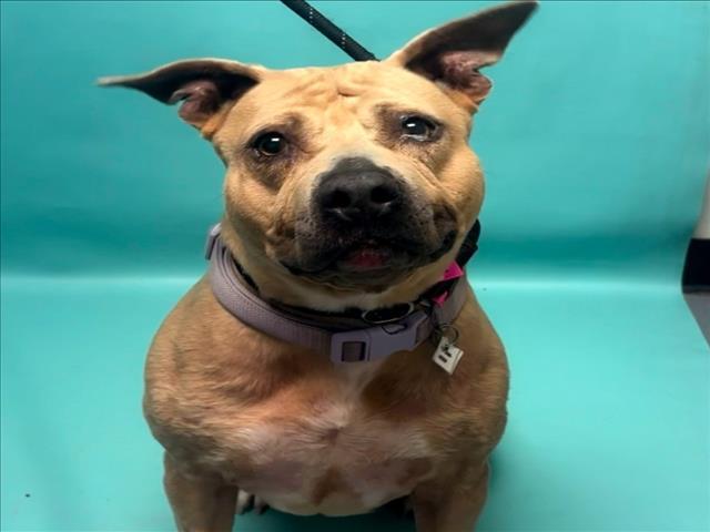 IVORY, Adoptable, Adult Female American Staffordshire Terrier & Mixed Breed.