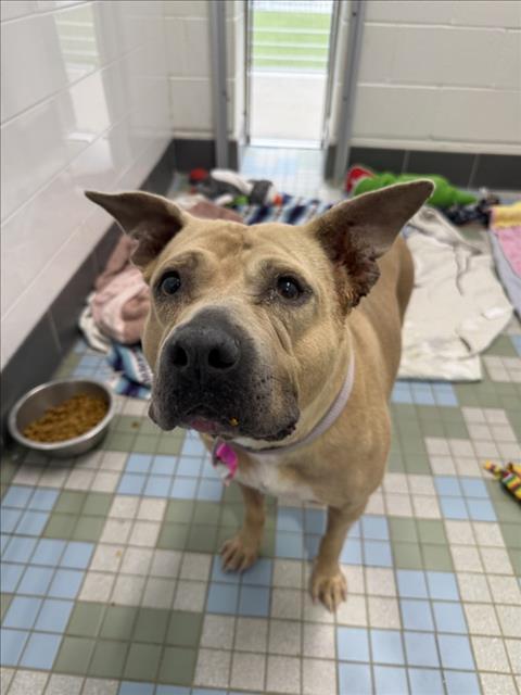 Enlarge IVORY, a Adoptable mixed breed in Loveland, CO image 1/1