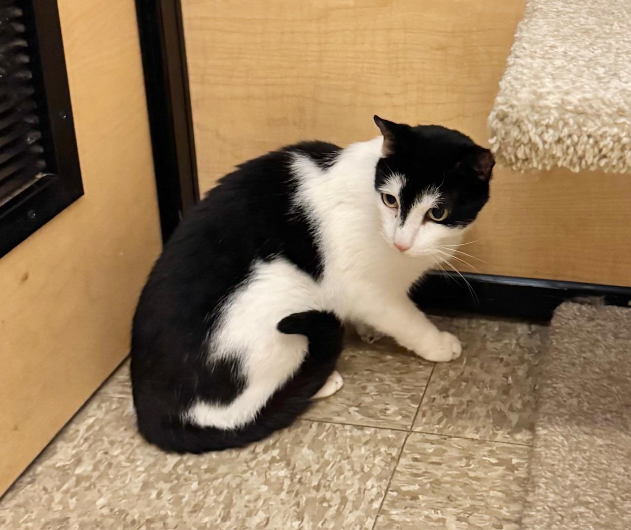 Wolf, Adoptable, Adult Male Domestic Short Hair.