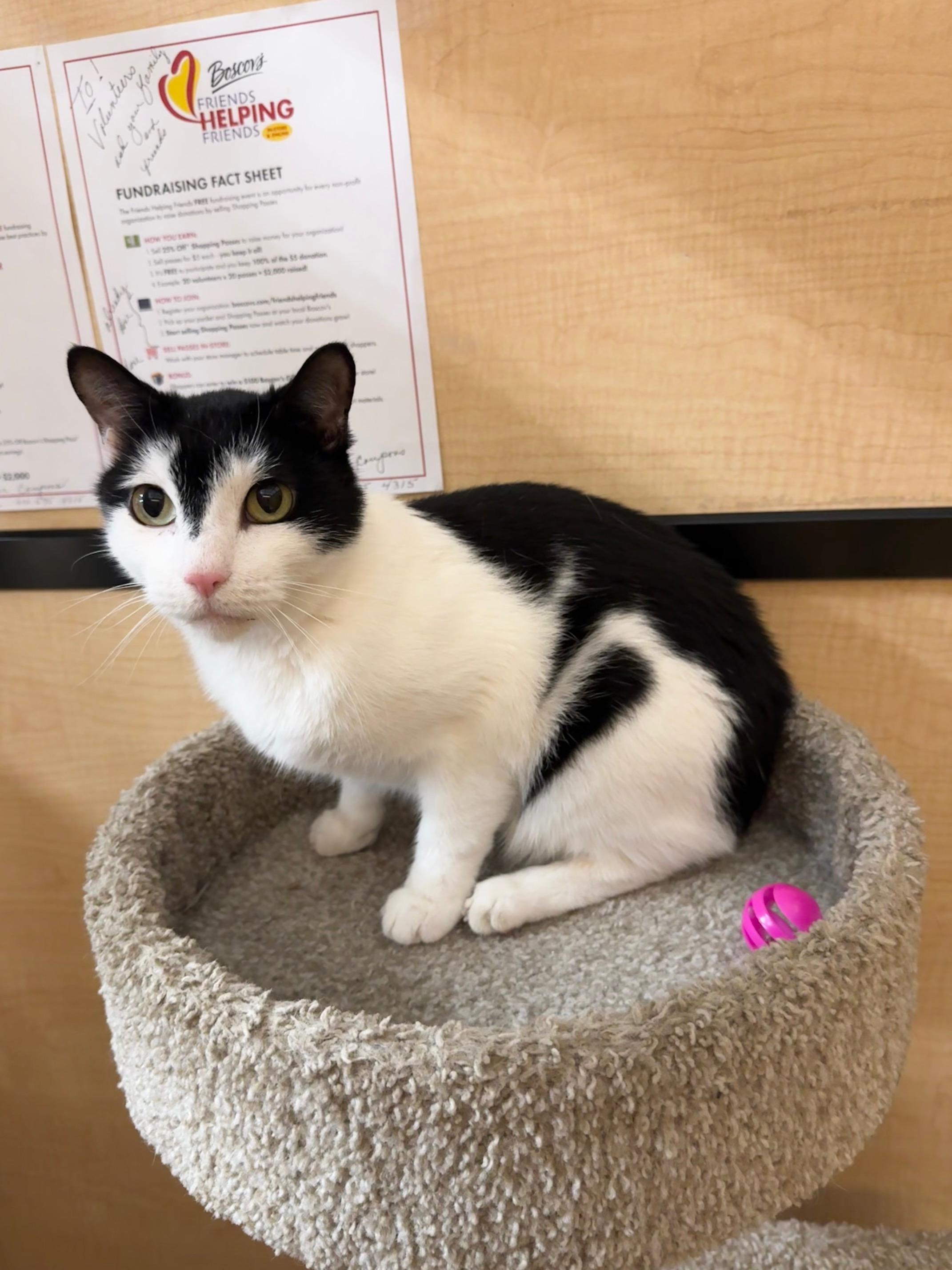 Wolf, a Adoptable Domestic Short Hair in Springfield, PA image 2/4